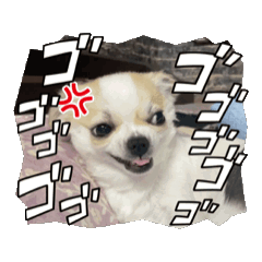 [LINEスタンプ] チワワ推し3の画像（メイン）