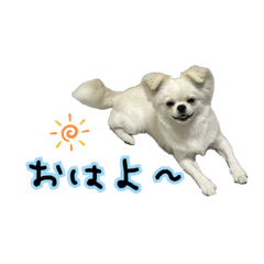 [LINEスタンプ] チワペキのムーちゃん3