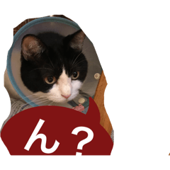 [LINEスタンプ] 猫。ねこ。ネコ。