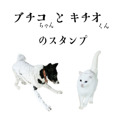 [LINEスタンプ] ブチコちゃんとキチオくんのスタンプ