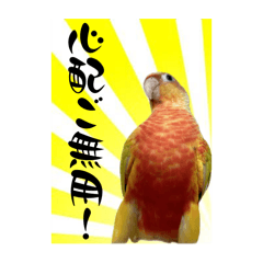 [LINEスタンプ] ウロコインコのりんごちゃん