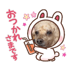 [LINEスタンプ] トイプーㄘゃんの画像（メイン）