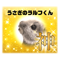 [LINEスタンプ] ネザーランドドワーフうさぎのラルフくんの画像（メイン）