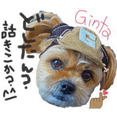 [LINEスタンプ] 我が家のお犬様、銀太の日常（静止画ver.）