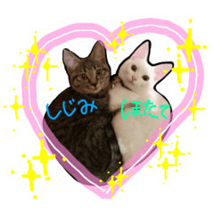 [LINEスタンプ] 姉妹ねこのしじみとほたて