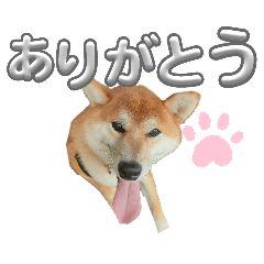 [LINEスタンプ] 柴犬らいスタンプ