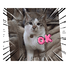 [LINEスタンプ] うごくねこねこ