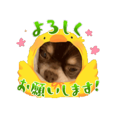 [LINEスタンプ] みょんのいぬの画像（メイン）