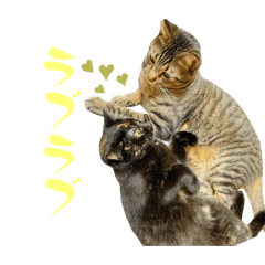 [LINEスタンプ] ねこ家スタンプ