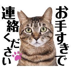 [LINEスタンプ] 信州猫日和 業務連絡スタンプ