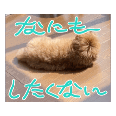 [LINEスタンプ] わんこの3兄妹の画像（メイン）