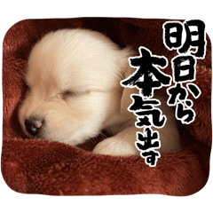 [LINEスタンプ] 子犬のスタンプ！チワックス、ダックス