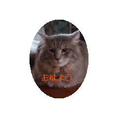 [LINEスタンプ] ねこねこCountryの画像（メイン）