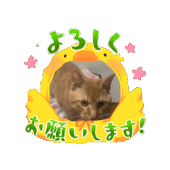 [LINEスタンプ] マンチカンの男の子ケンちゃん