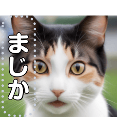 [LINEスタンプ] 【ねこ】真顔のネコ☆文字変更自由の画像（メイン）