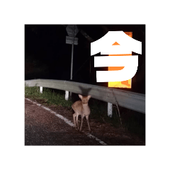 [LINEスタンプ] NOW鹿の画像（メイン）