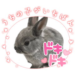 [LINEスタンプ] うさぎのラルフくんスタンプ★