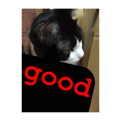 [LINEスタンプ] ねこ✖️猫✖️ネコ✖️ネゴっ！パート2