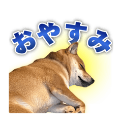 [LINEスタンプ] かわいい柴犬 実写スタンプ