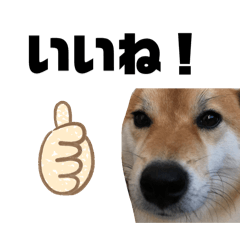 [LINEスタンプ] しば犬ポンタくん