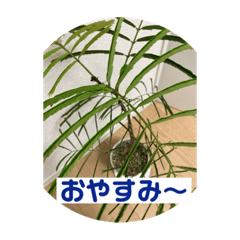 [LINEスタンプ] 観葉植物だいすき