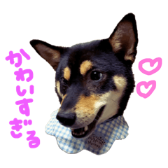 [LINEスタンプ] 黒柴のまろくん