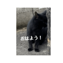 [LINEスタンプ] ジジの猫の画像（メイン）