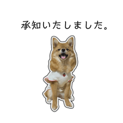 [LINEスタンプ] ポメ柴ムギのおりこうスタンプ(敬語・挨拶)