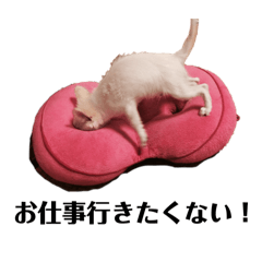 [LINEスタンプ] みんな大好き！ドクちゃんスタンプの画像（メイン）