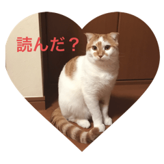 [LINEスタンプ] うちのねこさん( ΦωΦ )2