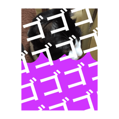 [LINEスタンプ] ねこ✖️猫✖️ネコ✖️ネゴっ！パート4