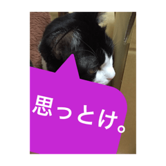 [LINEスタンプ] ねこ✖️猫✖️ネコ✖️ネゴっ！パート3