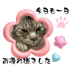 [LINEスタンプ] ねこのりゅう君 毎日のゆる敬語スタンプ