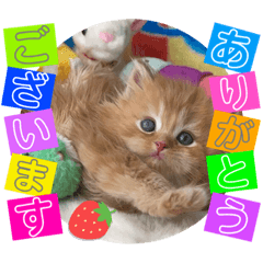 [LINEスタンプ] ねこまーち プリンススカイ