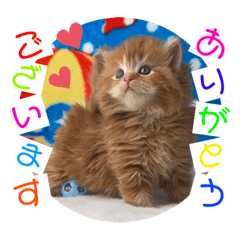 [LINEスタンプ] ねこまーち プリンセスフラワー