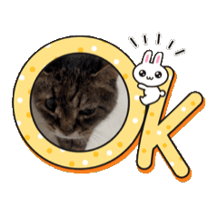 [LINEスタンプ] にゃにゃにゃのーるー