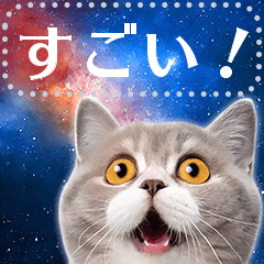 [LINEスタンプ] 宇宙猫で会話しよう！【メッセージver】の画像（メイン）