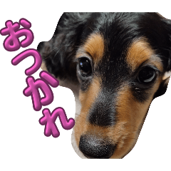 [LINEスタンプ] まろ犬モコの毎日Stamp