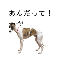 [LINEスタンプ] 愛しのウィ子 日常会話 中級編