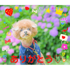[LINEスタンプ] お友だちワンコレオ