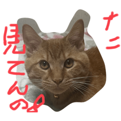 [LINEスタンプ] 猫のケンちゃん 返事編