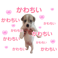 [LINEスタンプ] ハッチちゃんでちゅ2