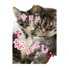 [LINEスタンプ] 保護猫スタンプ！猫も幸せになる世の中に！