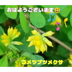 [LINEスタンプ] 「おはようございます」 山野草のお花を