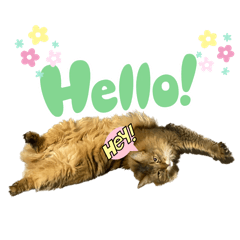 [LINEスタンプ] あいあむ そま
