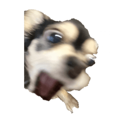 ガンギマリチワワ様 ガンギマリチワワスタンプ | LINEスタンプ | yuki