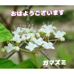 [LINEスタンプ] 春先の山野草で おはようございます