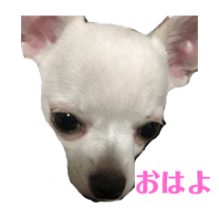 [LINEスタンプ] ちわわのこじゆきももむさ