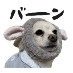 [LINEスタンプ] 山口家わんにゃんスタンプ