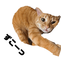[LINEスタンプ] 茶トラねこの日常 browntabby cat everyday
